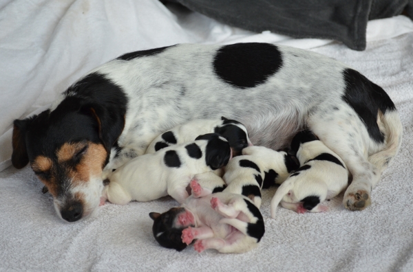 Bild Jack Russell mit Welpen