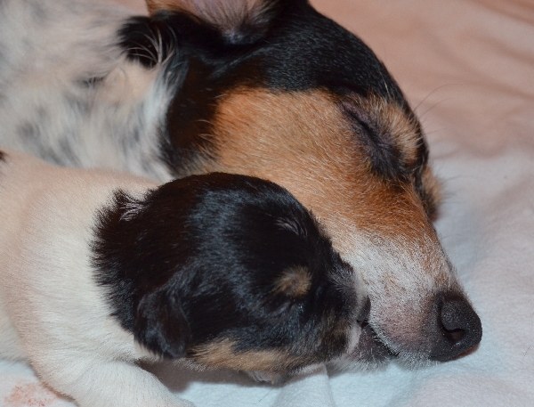 Bild Jack Russell und Welpe