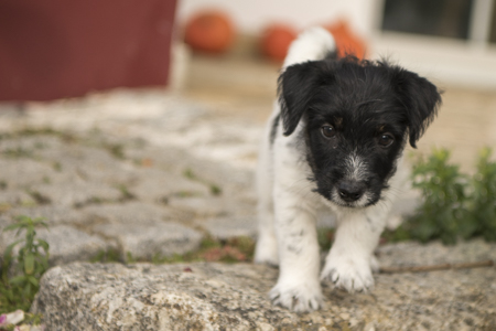 Bild Jack Russell und Welpe